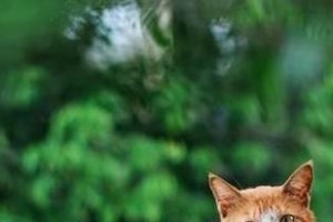 土猫的饮食习惯及营养需求（了解土猫的饮食喜好，让它们健康成长）