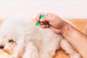 狗狗驱虫的重要性及注意事项（狗狗身体有虫的表现和驱虫的最佳时机）