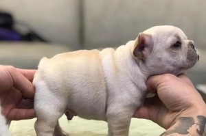 法斗犬的饮食之道（为你揭秘法斗犬的狗粮选择与饮食量）