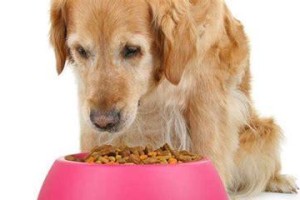 狗狗饮食管理指南（以不同年龄段的狗狗一天喂几次为例）