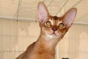 以赛级猫的饮食需求与建议（科学饮食助力猫咪健康成长）