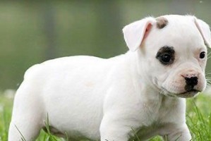 如何正确喂养牛头梗幼犬（宠爱你的小牛头梗宝宝，从正确喂养开始）
