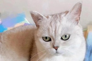 致命刺客肆虐！犬猫令人警惕的神秘死亡之谜（探索猫狗悄然成为致命杀手的主要原因）