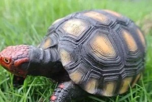 宠物龟，选择什么品种好？（挑选宠物龟，了解不同品种的特点）