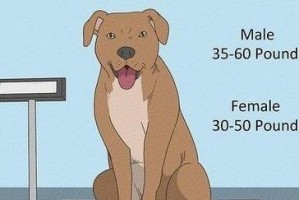 斗牛犬的喂食频率及注意事项（多久喂食一次才合适？斗牛犬的饮食需求和饮食习惯）