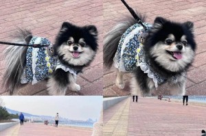 幼犬博美鼻子干的原因及护理方法
