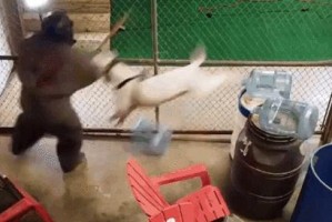 藏獒咬人的原因及预防方法（了解藏獒攻击的根源，保护人类的安全）