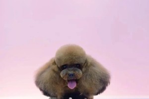 贵宾犬之色——为什么如此丰富多彩？（探究贵宾犬的多样毛色和色素基因）
