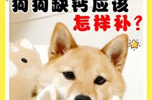 狗狗肌无力（药物治疗狗狗肌无力的选择与注意事项）