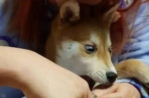 狗狗指甲剪裁详解（如何正确地剪裁狗狗的指甲？）
