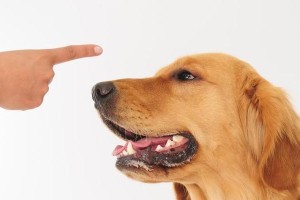 如何让宠物狗狗学会独自在家？（15个步骤教你让狗狗不再焦虑害怕）