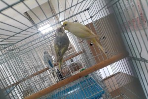 虎皮鹦鹉（探索虎皮鹦鹉的特点、饲养方法和保护意义）