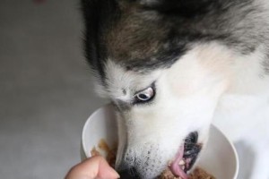 宠物狗的饮食习惯及喜欢的食物（了解宠物狗的食物喜好，为其提供健康饮食）
