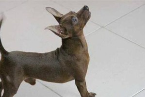 捕获一只健康的小鹿犬的技巧与方法（掌握关键步骤，助你成功捕获一只健康的小鹿犬）