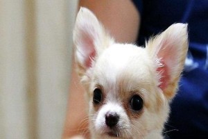 了解吉娃娃的分类和特征（认识这种可爱的宠物犬，不止是一只小狗）
