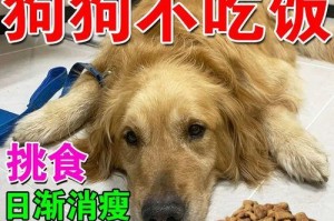 狗狗为何吃不胖？（探究狗狗消化系统的奥秘）
