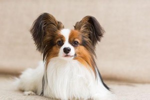 纠正蝴蝶犬扑人习惯的方法（宠物主人必知的行为训练技巧）