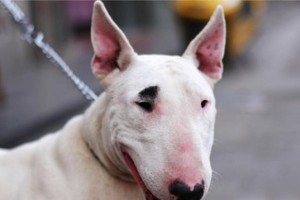 斗牛犬的负面因素（了解斗牛犬的问题和挑战）
