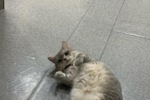小猫的皮肤（探秘小猫皮肤的多样性与美丽）