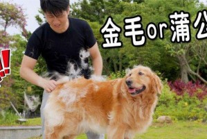 以长毛狗为主题的文章（探索长毛狗品种，了解它们的特点和护理技巧）