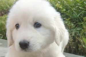 小心！大白熊犬不能吃的食物和药物（为爱宠保健康，这些食物和药物要远离）