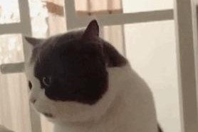 为什么猫会自己去猫砂？（探究猫咪喜欢使用猫砂的原因及其重要性）