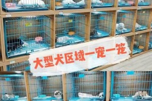 博美和泰迪交配后的后代特点研究（揭秘博美与泰迪结合的神奇基因）