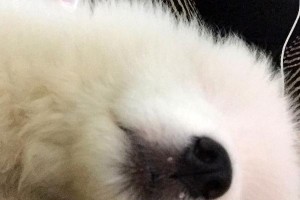 狗狗躺黄鼻涕的毛病及解决方法（狗狗躺黄鼻涕，怎么办？）
