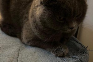 “挑战难度最高的猫咪品种（避免盲目购买，免得白白浪费金钱与时间）