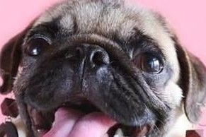 巴哥犬的寿命短（了解巴哥犬的特点与寿命）