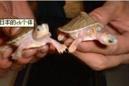 红冠棱背龟的饲养方法（科学饲养与健康成长）