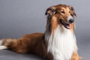 苏格兰牧羊犬，最可爱的宠物（宠物主人必知的苏格兰牧羊犬档案）
