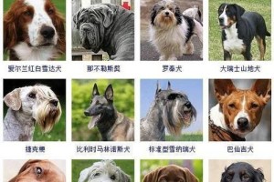 宠物专家告诉你女生最爱的五种狗狗（揭秘女生热爱的狗狗品种，让你更懂女生心思）