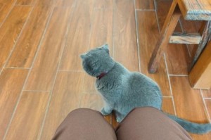 蓝猫毛色发白的原因及解决方法（探究蓝猫毛色发白的原因和应对策略）