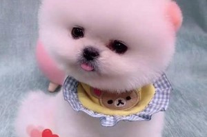 茶杯犬的养殖指南（让你的茶杯犬健康快乐的秘诀）