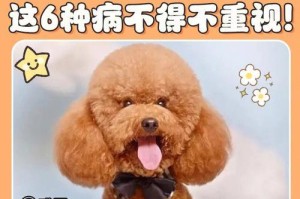 小泰迪犬窝咳死了多久才能养狗？（了解小泰迪犬窝咳的时间轴及合适养狗时机）