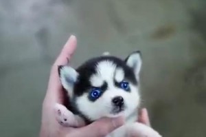 如何训练哈士奇跳膝（让你的宠物成为明星犬！-哈士奇训练技巧）