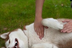 狗狗为什么总喜欢蹭人？（揭秘狗狗蹭人的真正原因）