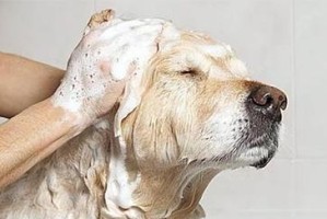 泰迪狗狗生产多久可以洗澡？（掌握泰迪狗狗洗澡的最佳时间）