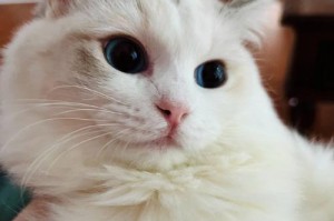 猫咪世界的色彩奇观（揭秘猫咪眼中的世界）
