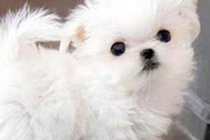 探秘中国犬只榜上最小的11种狗（发现中国的迷你犬种，它们有多小？）
