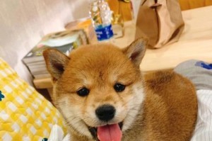 如何为你的柴犬驱虫除蚤（全方位宠物护理指南，让你的柴犬健康快乐）