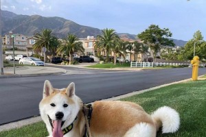 秋田犬饲养注意事项（了解秋田犬的成本和养护要点）