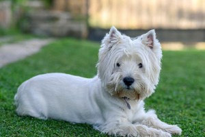 以梗类犬的品种特点及养护知识（探索不同梗类犬的魅力与需要，助你成为合格犬主）