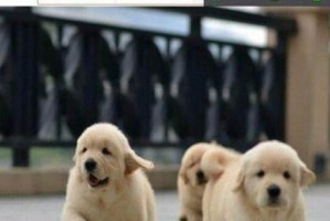 金毛犬的可爱之处（探究金毛犬的特性及魅力）