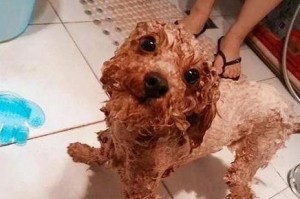 幼犬的洗澡时间（了解适宜洗澡的年龄和频率）