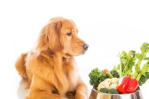 狗狗养胃的最佳选择——香蕉（香蕉，你的狗狗健康之选）
