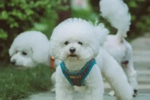 “棉花糖之名，完美贴合比熊犬的特性”（为犬种特点量身打造的称号，让人完全没有违和感）