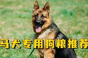 小马犬的饮食需求与健康饮食指南（健康成长的关键是科学饮食）