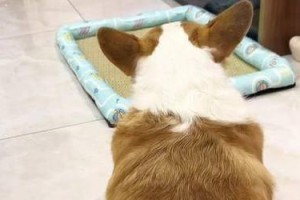 教你如何让宠物狗狗喜欢梳毛（宠物狗狗不喜欢梳毛该怎么办？教你几个小技巧）